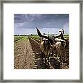 Farm In Jetpur Framed Print