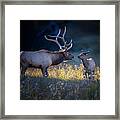 Father And Calf Framed Print