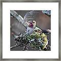 Feather Bed Framed Print