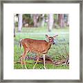 Feeding Deer Framed Print