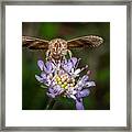 Feeding Ii (autographa Gamma) Framed Print