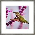 Female Annas Hummingbird And Salvia Flower, Side View Framed Print