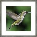 Female Annas Hummingbird In Flight Framed Print