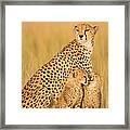 Female Cheetah Acynonix Jubatus With Framed Print