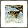 Female House Sparrow Eating Framed Print