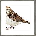 Female House Sparrow Framed Print