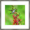 Female Ruby-throated Hummingbird Dsb0316 Framed Print