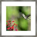 Female Ruby-throated Hummingbird Dsb0320 Framed Print