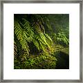 Fern And Water Framed Print