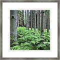 Ferns In An Aspen Grove Framed Print