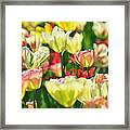 Field Of Colorful Dutch Tulips Framed Print