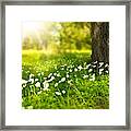 Field Of Daisies Framed Print