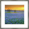 Field Of Dreams Texas Sunset - Texas Bluebonnet Wildflowers Landscape Flowers Framed Print