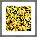 Field Of Yellow Framed Print