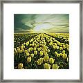 Field Of Yellow Tulips Framed Print