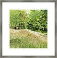 Woodland Trees And Dirt Road Framed Print