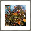 Fiery Autumn Framed Print