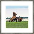 Fight Breaks Out Between Two Stallions Framed Print