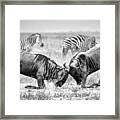 Fight Wildebeest Framed Print