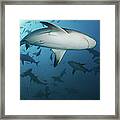 Fiji Sharks Framed Print