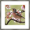 Finch Framed Print