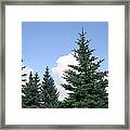 Fir-wood Framed Print