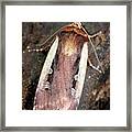 Flame Shoulder Moth Framed Print