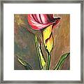 Flaming Calla Lily Framed Print