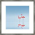 Flamingo Framed Print