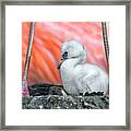 Flamingo Chick Framed Print