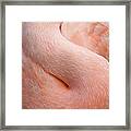 Flamingo Neck Framed Print