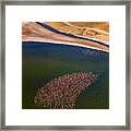 Flamingos On The Lake Framed Print