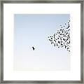 Flock Of Sturnus Vulgaris Flying Framed Print