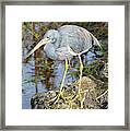 Florida Tricolored Heron Framed Print