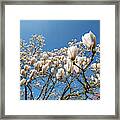 Flowering Magnolia Gresham Framed Print