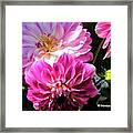 Flowers Hanging No. Hgf14 Framed Print