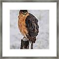 Fluffy Cooper's Hawk In Snow Framed Print