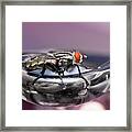 Fly On A Tap 0122 Framed Print