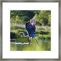 Flying  Great Blue Heron Framed Print