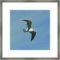 Flying Seagull Framed Print