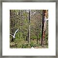 Flying Swans Framed Print