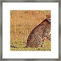 Focused Cheetah Framed Print