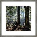 Foggy Morning In The Forest Framed Print