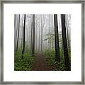 Foggy Spring Forest Framed Print