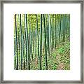 Footpath In Bamboo Forest Framed Print