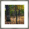 Forest In The Poconos Framed Print