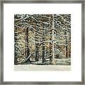 Forest Front In Winter Framed Print