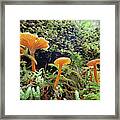 Forest Fungi Framed Print