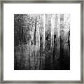 Forest Framed Print