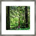 Forest Light And Shadow Framed Print